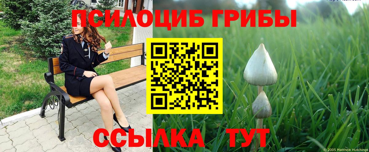 Камышлов  Галлюциногенные грибы Cubensis  Вход с VPN 